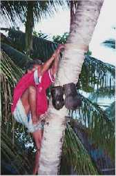Tapper climbing a coconut palm